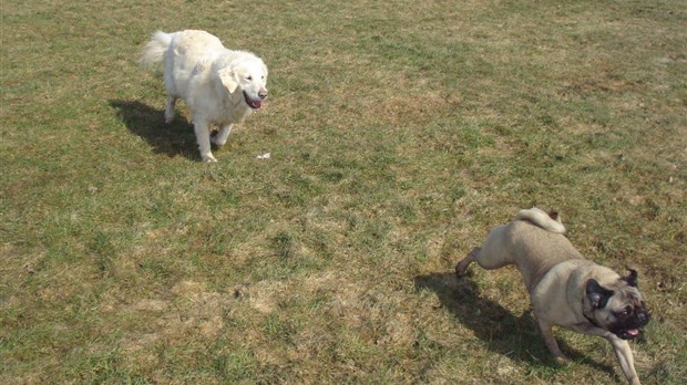 Une nouvelle réglementation pour les animaux domestiques